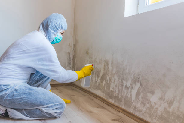 Licensed Basement Mold Remediation service in Indian Head, MD - 24 Hour Mold Removal