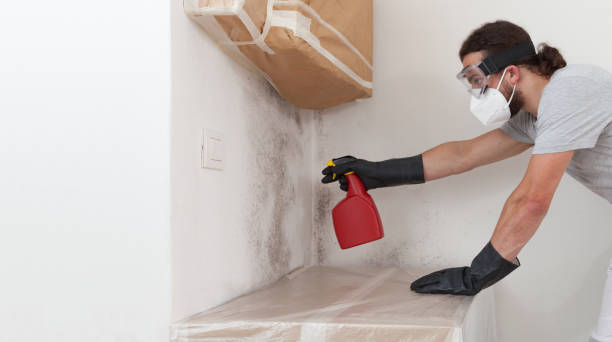 Professional Basement Mold Remediation technician working in Indian Head, MD